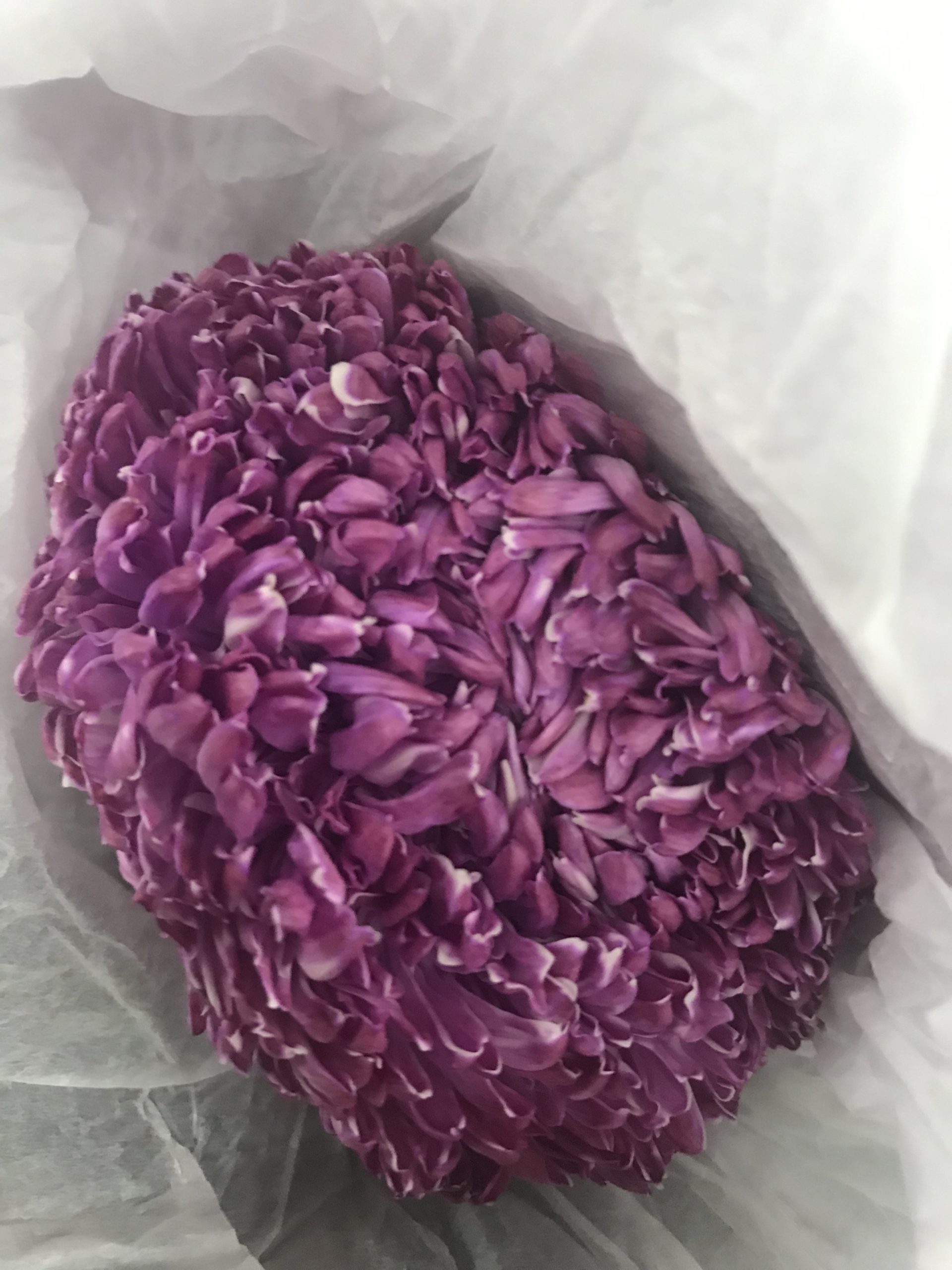 Disbuds Mums Santospirito Flowers & Wholesalers