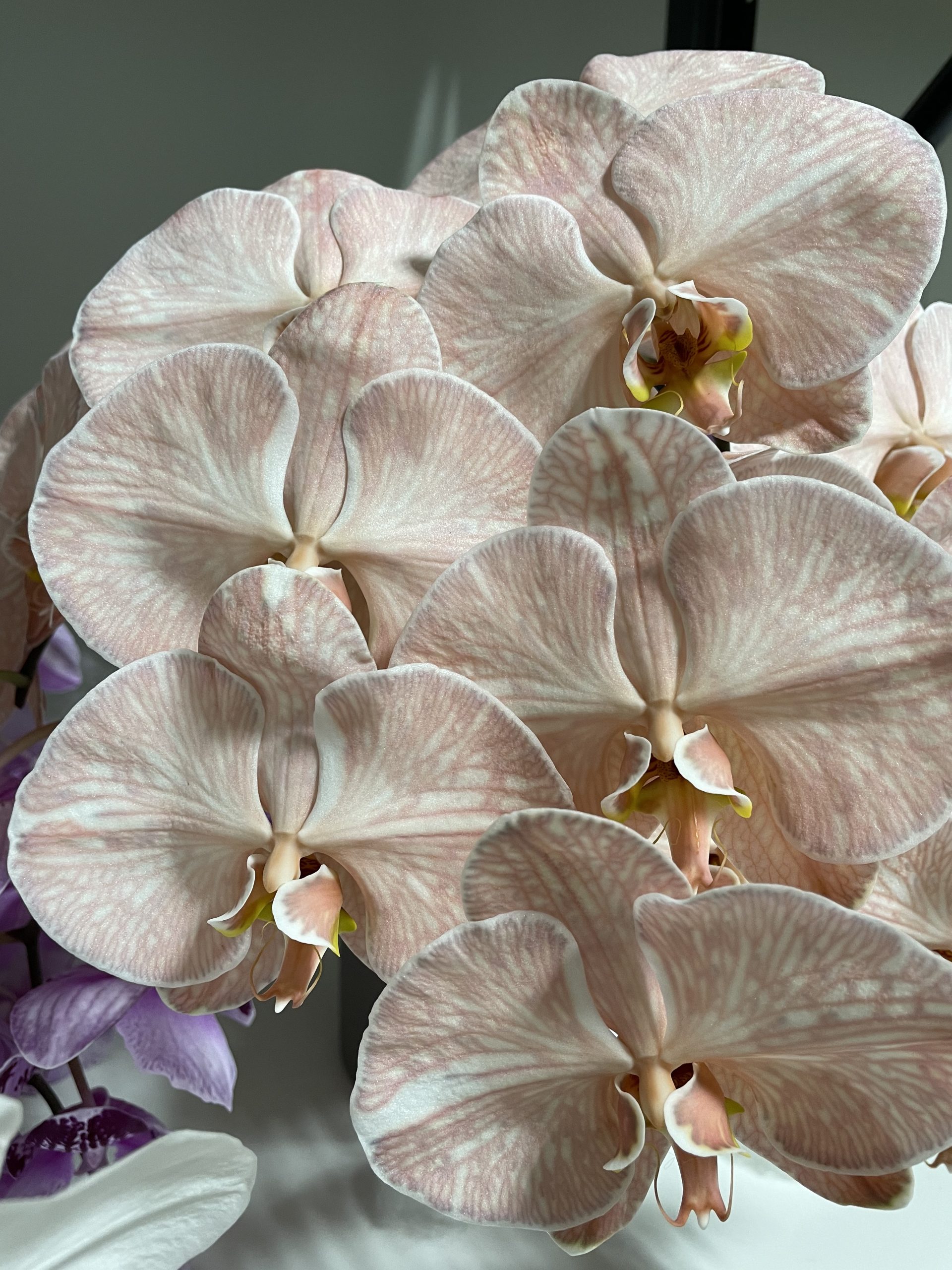 Phalaenopsis Santospirito Flowers & Wholesalers